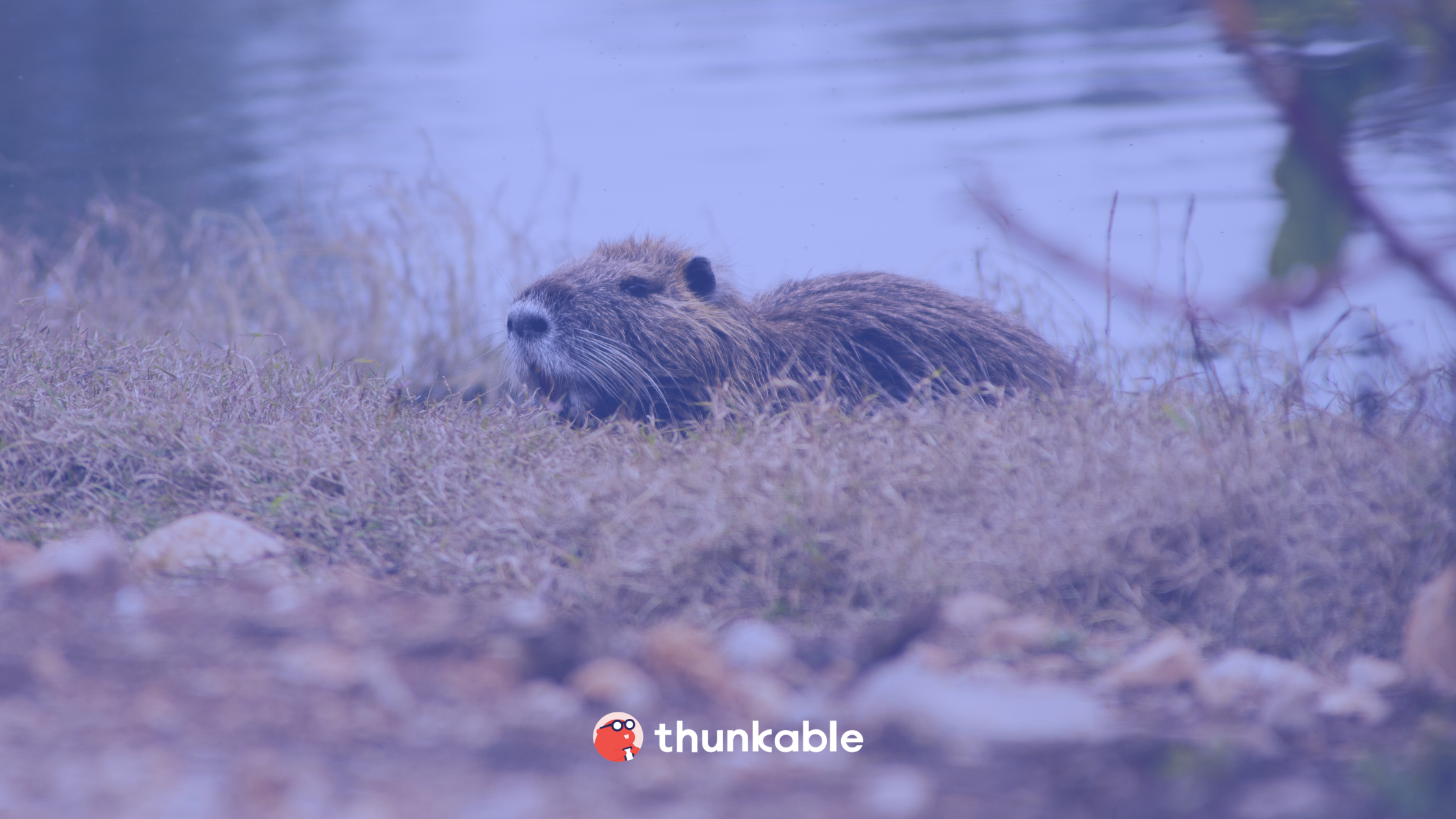 thunkable mascot billy beaver no code app development app creation drag and drop app builder